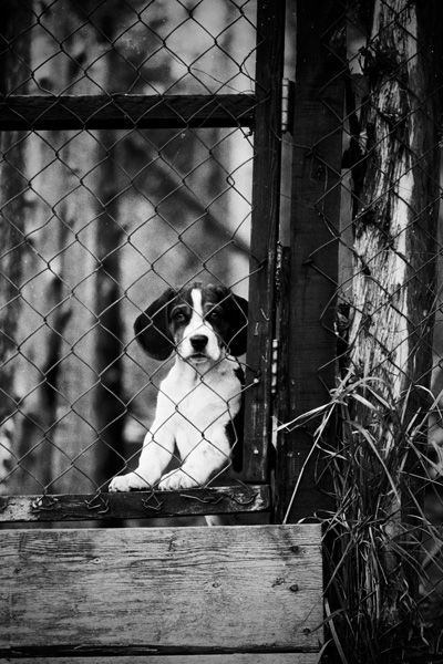 Perro tras una valla metálica, fotografía en blanco y negro de Míchelo Toro